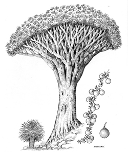 Drachenbaum