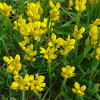 Genista sagittalis