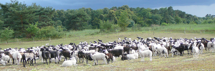 Schahfherde am Oberrhein