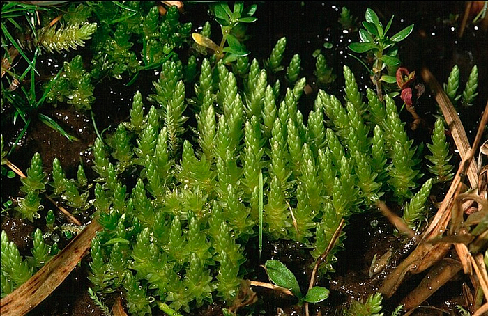 Bryum schleicheri