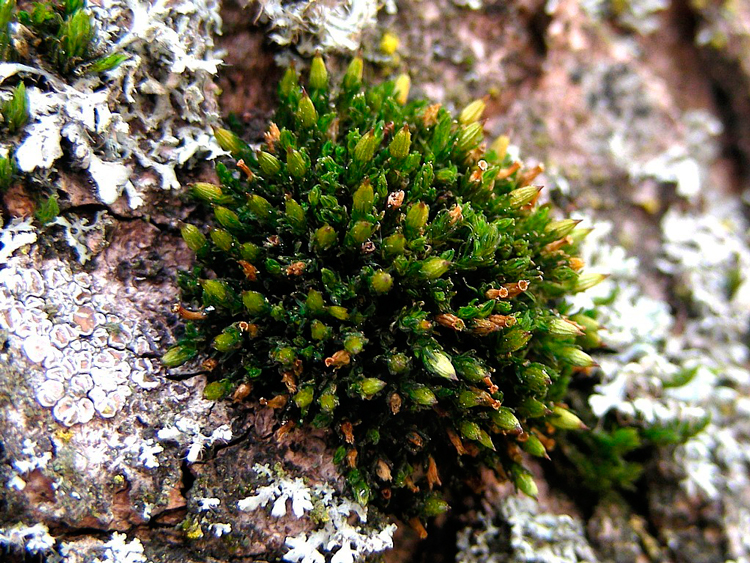 Orthotrichum rogeri