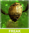 Freiburger Entomologischer Arbeitskreis