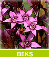 Botanischer Exkursionskreis Südbaden